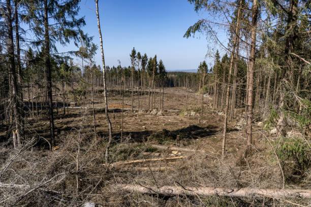 istock Piece of forest after clear cutting 1324899616