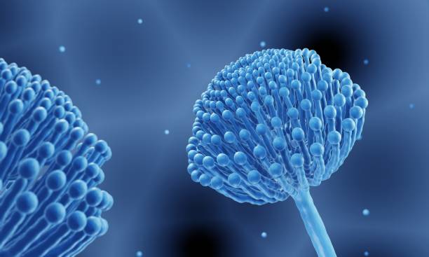 Mold fungi such as Aspergillus