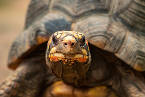 A close up portrait image of a tortoise in a garden