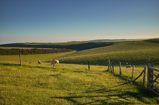 Sheep grazing on on open farmland in South Downs National Park with low sun  over the Sussex Weald. The low sun is casting highlights and shadows onto the hills.