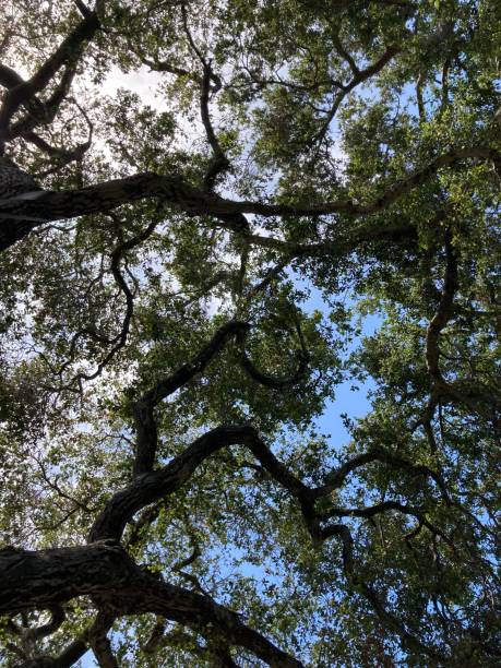 istock The tree canopy of a live oak 1324900762