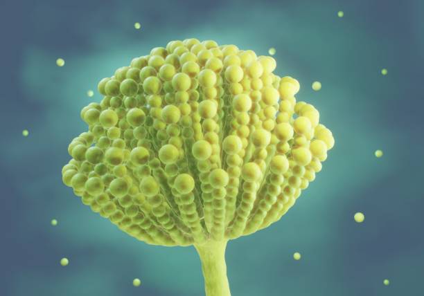 istock Aspergillus, Mold fungus 3d illustration 1324900978