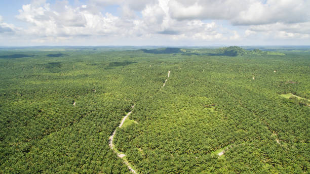 istock Palm oil plantation 1324901953