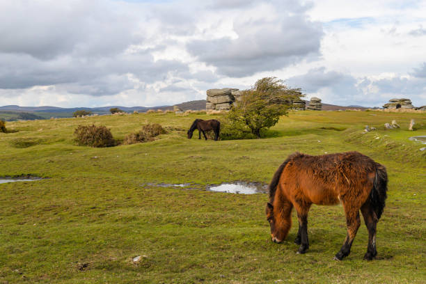 istock Horses in the Dartmoor National Park 1324902007