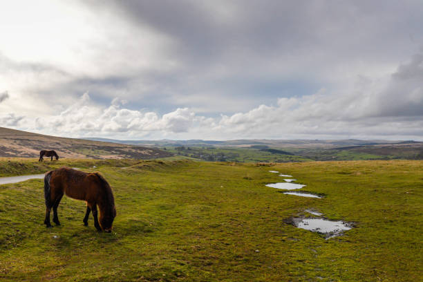 istock Horses in the Dartmoor National Park 1324902008