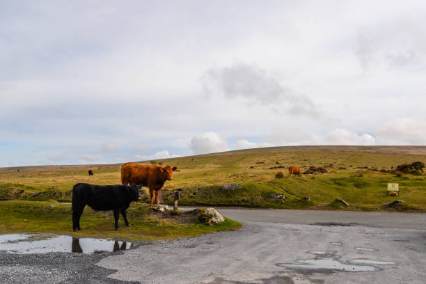 istock Cows grazing Dartmoor National Park in Devon 1324902101