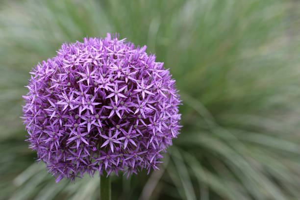 istock Purple dutch garlic flower 1324903439