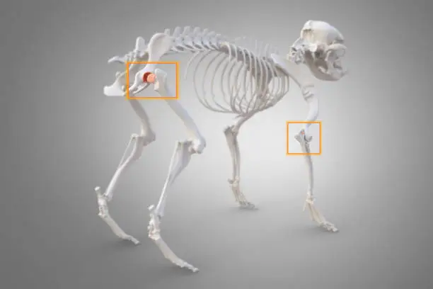 Canine Arthritis and Osteoarthritis joint inflammation, deterioration of joint in dogs, hip and elbow marked, 3d illustration