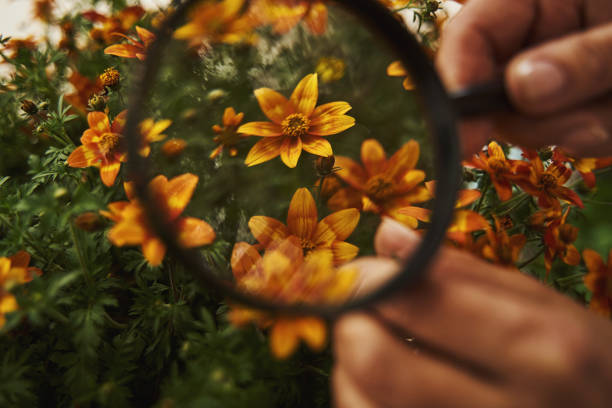 istock Shop assistant looking at flowers with loupe 1324904288