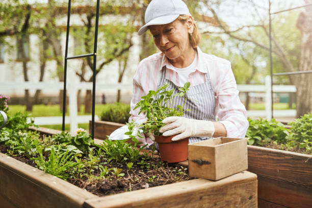 istock Happy aged female growing plants on plantation 1324904438