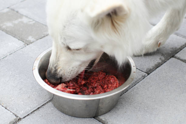 Raw meat for dog Feeding dog with a healthy raw meat food diet. raw diet stock pictures, royalty-free photos & images