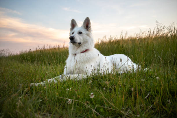 White Swiss Shepherd Dog White Swiss Shepherd Dog outdoor portrait in nature. white swiss shepherd stock pictures, royalty-free photos & images