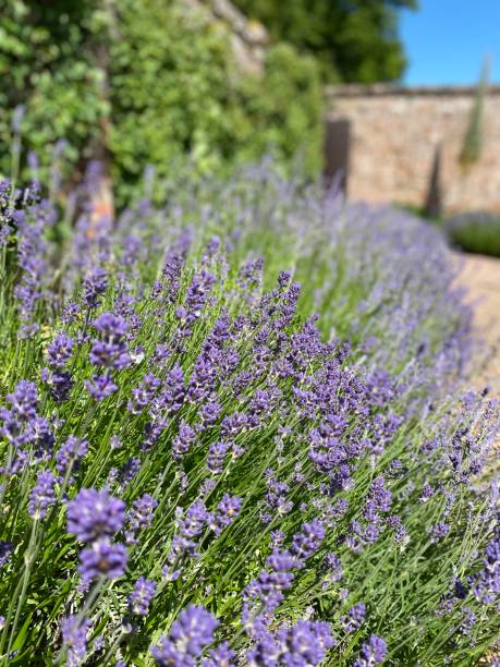 istock Row of british lavender 1324905671
