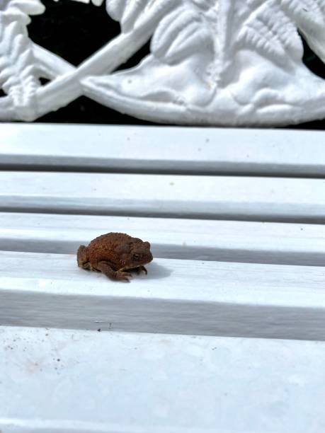 Toad Bench 40+ Toad Paste Stock Photos, Pictures & Royalty-Free Images - iStock