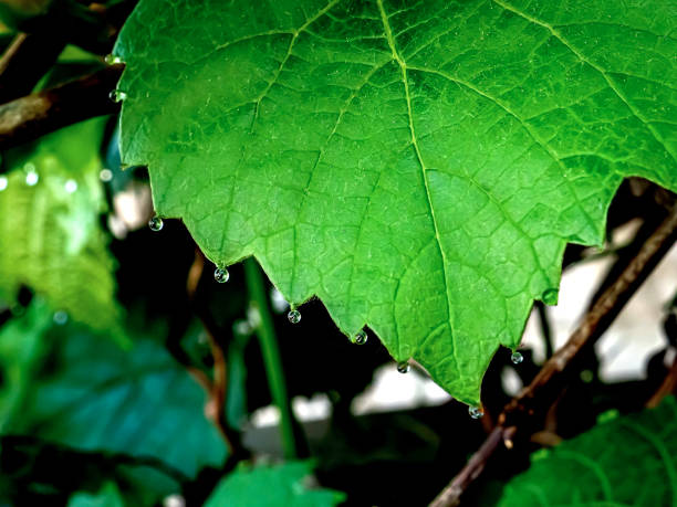 istock morning dew drops on the tips of grape leaves 1324906675