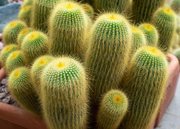 istock Cactaceae Notocactus leninghausii close-up view. Vegetable background. 1324906734