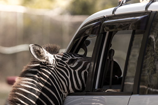 Zebra in the open zoo with tourists' car.