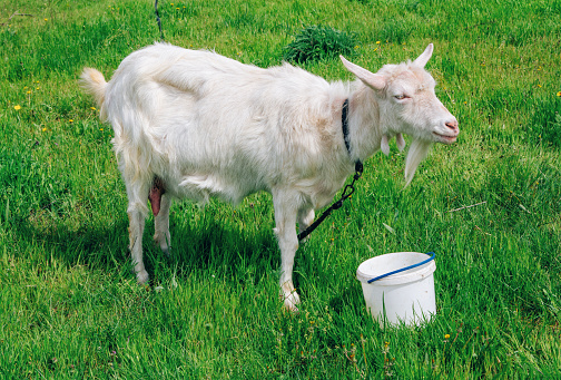 White domestic goat standing leashed on the meadow with green grass, drinking water from the bucket