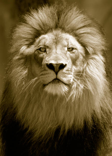 lion facing a gust of wind