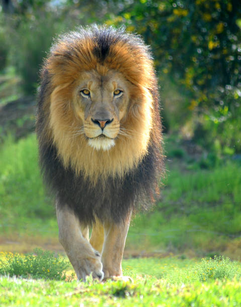 Male Lion walking straight at me stock photo
