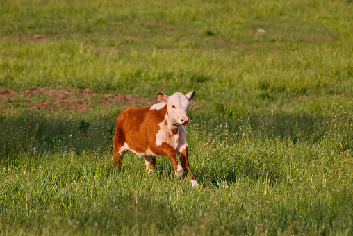 Small cow running and jumping in the summer meadow