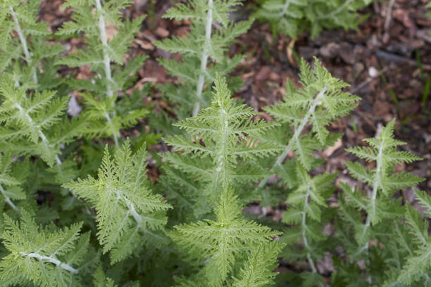 istock Perovskia atriplicifolia close up 1324910489