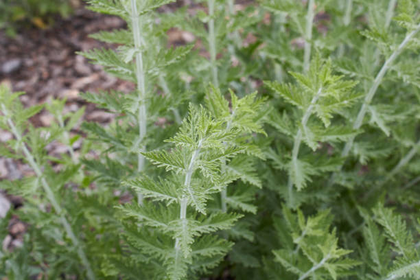 istock Perovskia atriplicifolia close up 1324910491