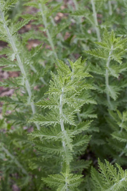 istock Perovskia atriplicifolia close up 1324910496