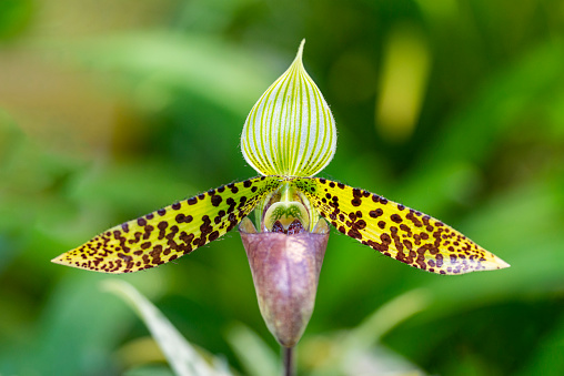 Orchid flower in botanical garden.