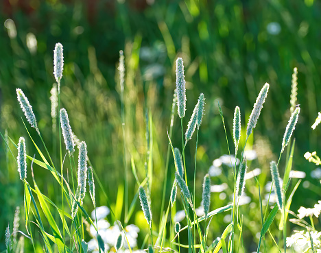 Timothy grass in a backlight with pollen
