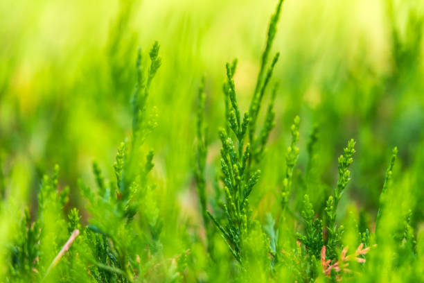 istock Green branches and young leaves of a thuja tree. 1324914046