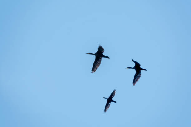 青空を飛ぶ3人の黒い鵜。偉大な鵜、ファラクロコラックスカルボ - great black cormorant ストックフォトと画像