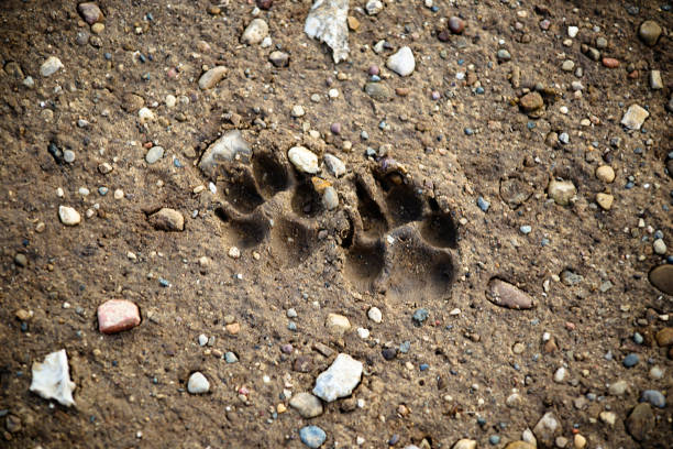 Pawprints in the Sand An image of pawprints in the sand. animal track photos stock pictures, royalty-free photos & images