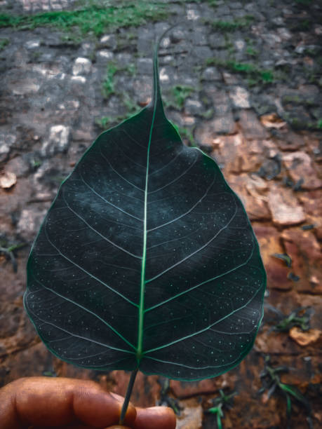 feuille d’arbre peepal - peepal photos et images de collection