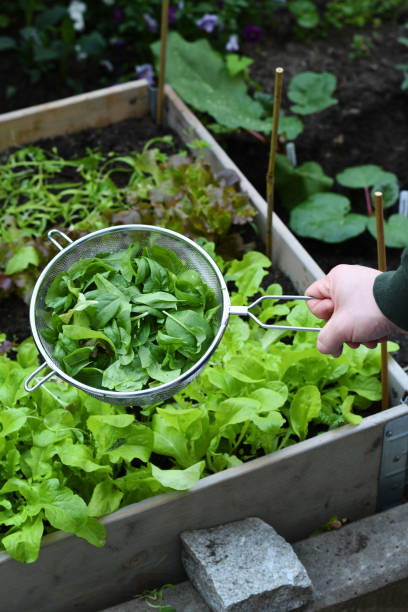 istock Person harvesting spinach and lettuce from the garden 1324915862