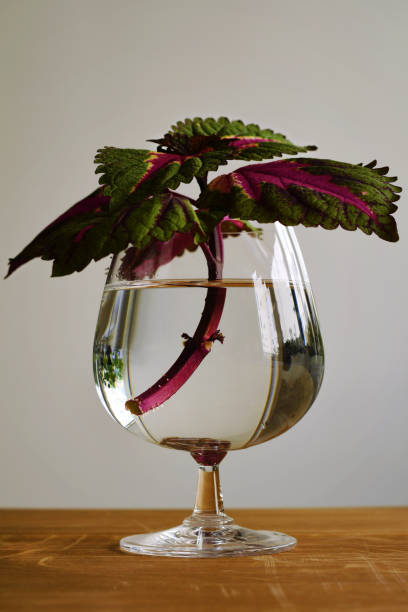 Painted nettle plant in a cognac glass filled with water