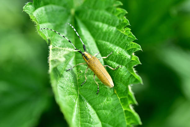 istock Beetle barbel yellow color in full growth. 1324916987