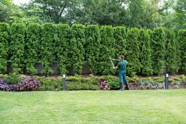 Photo of Professional Gardener Trimming Hedge.