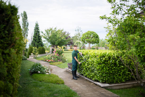 istock Professional Gardener Trimming Hedge. 1324918169