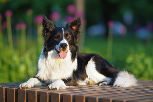 Happy black and white Border Collie dog posing outdoors lying down on a brown wooden bench on sunset in summer