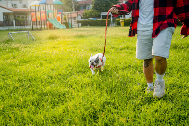 Hipster person playing with his dog in the garden. Portrait of Asian man spend time with his dog on holiday at public park. man walking a pug dog stock pictures, royalty-free photos & images