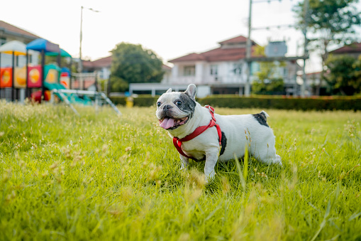 Small dog running around the grass outdoor in public park.