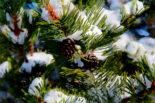 Pine cones and branches laden with  winter snow