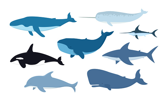 Vector set of whales and marine animals. Undersea world. Shark, dolphin, narwhal, blue whale, humpback whale, sperm whale, swordfish, killer whale isolated on white background.