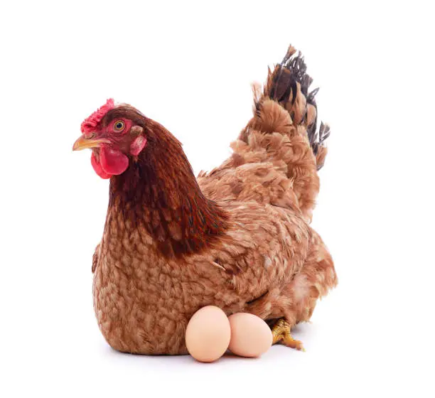 Photo of Brown chicken with an egg.