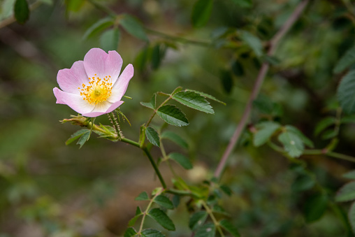 Common dog rose (rosa canina). High quality photo