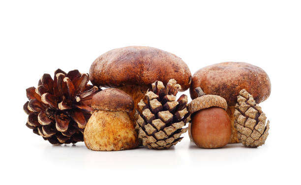 istock Mushroom with cones and acorns. 1324920641