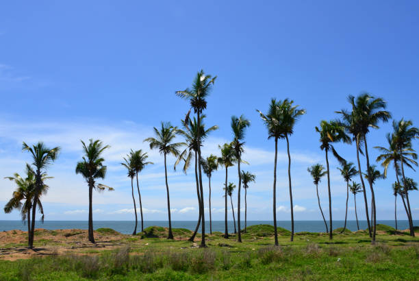 Coconut tree lined waterfront of Port-Bouët, Abidjan, Ivory Coast Port-Bouët, Abidjan, Ivory Coast: coconut tree lined waterfront - horizon on the Gulf of Guinea, Atlantic Ocean. ivory coast landscape stock pictures, royalty-free photos & images