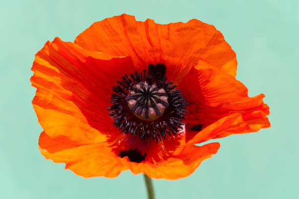 Red poppy leaves  green background from swedn nature