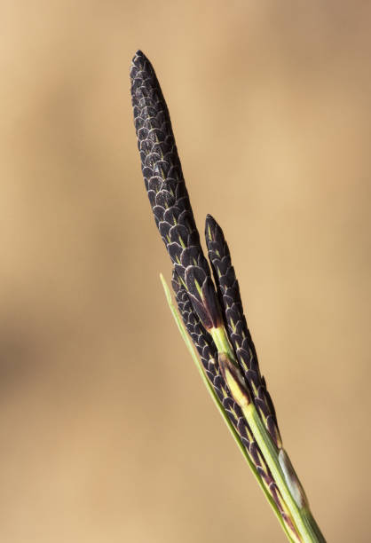 Carex nigra common black sedge young bud of blackish color still unopened flowers on blurred brown background Carex nigra common black sedge young bud of blackish color still unopened flowers on blurred brown background flash lighting carex nigra stock pictures, royalty-free photos & images
